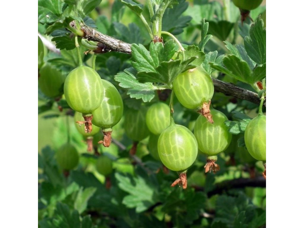 ovocne stromy ducplant(408)