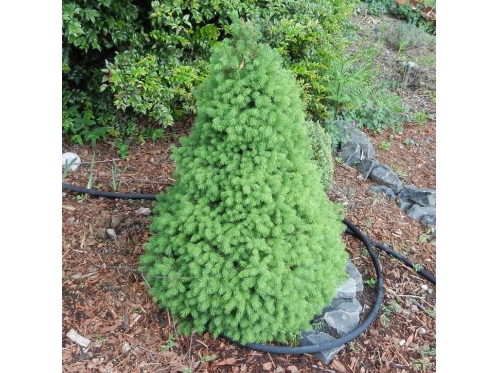Smrk bílý CONICA - Picea glauca, výška 15–25 cm, květináč 2 l