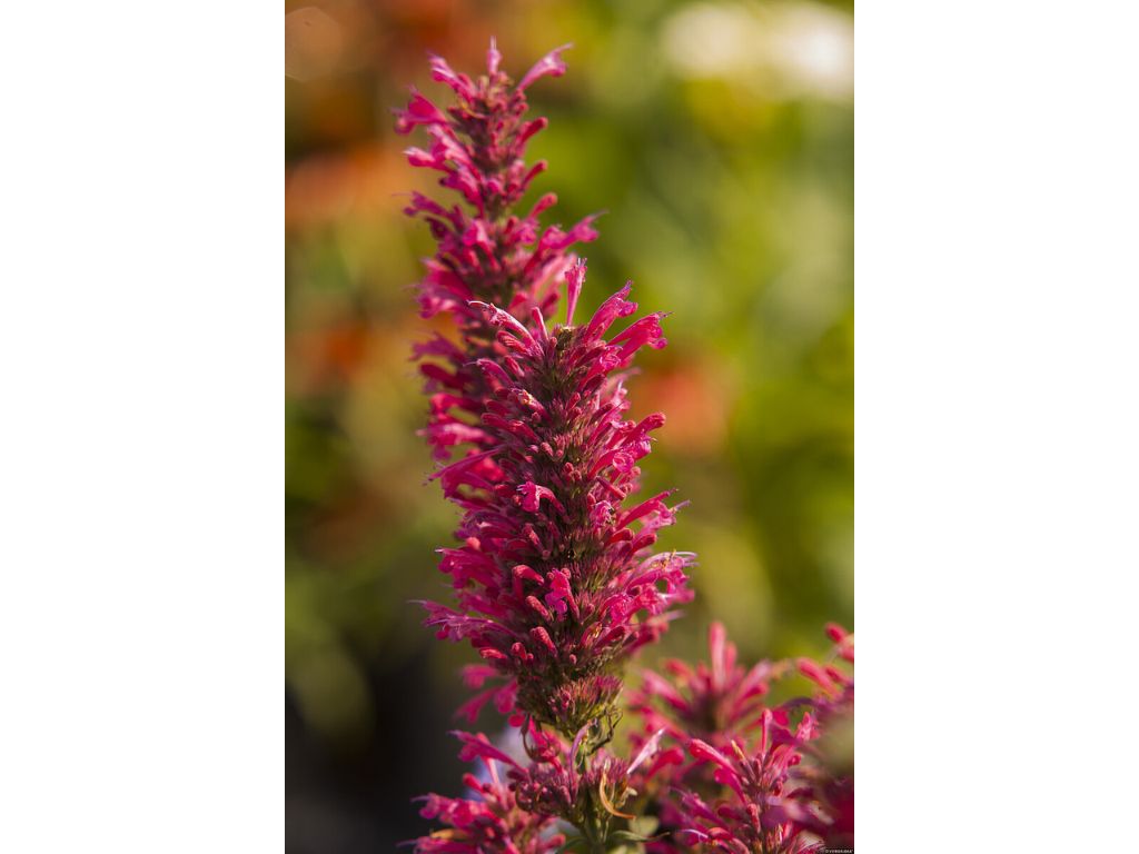 Trvalky Agastache Morello1