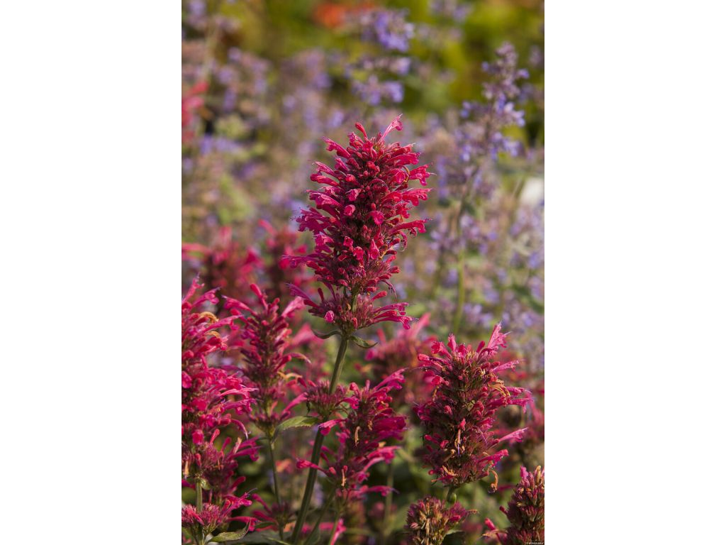 Trvalky Agastache Morello4