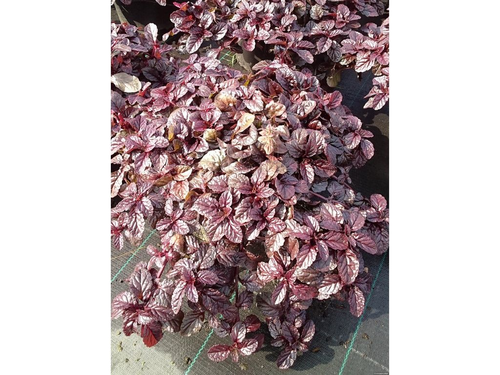 Trvalky Zbehovec plazivý Mahogany(3)