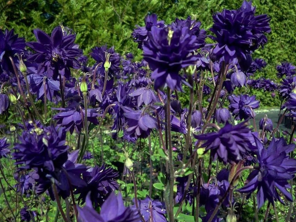Trvalky Orlíček obyčajný Blue Barlow(6)