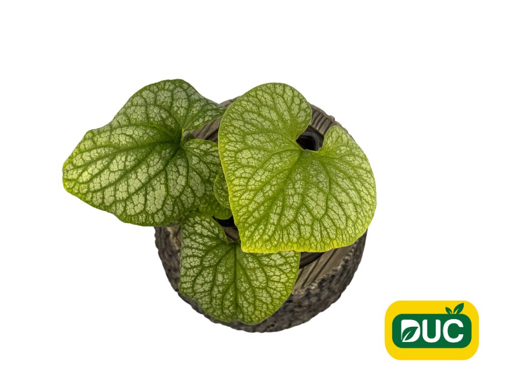 Trvalky Brunera veľkolistá Alexanders Great(5)