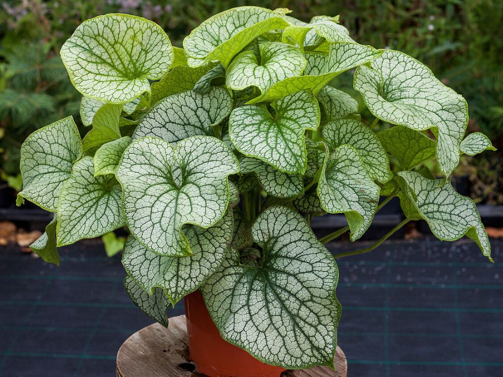 Trvalky Brunera veľkolistá Alexanders Great(3)