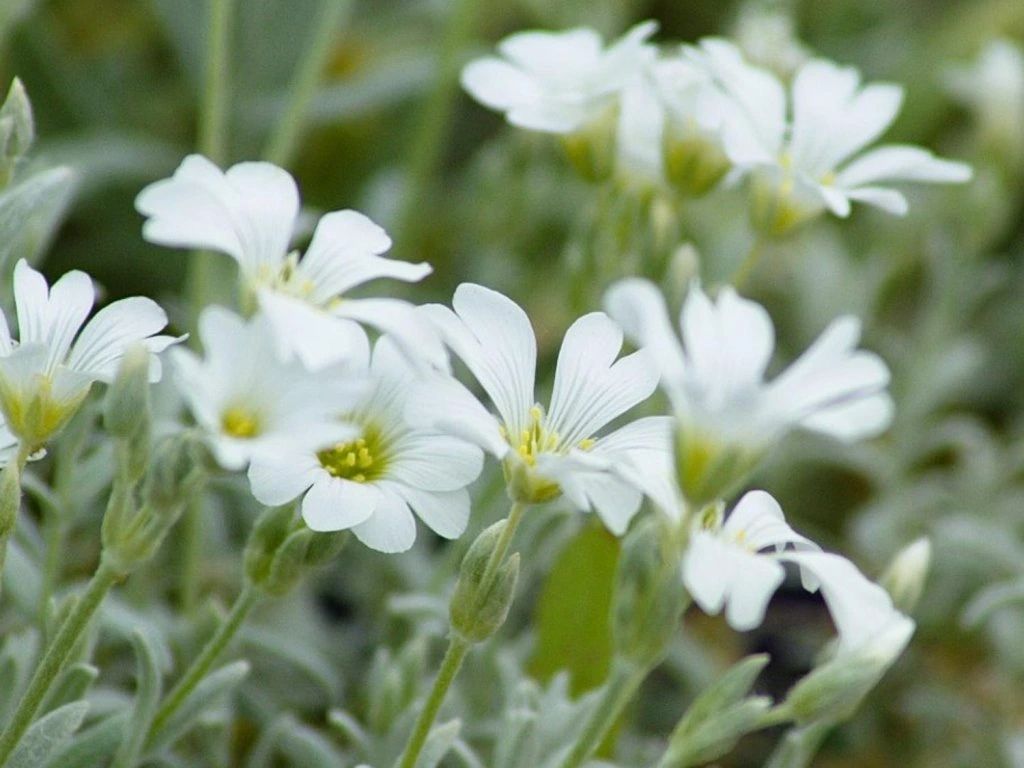 Trvalky Rožec plstnatý Silberteppich(4)