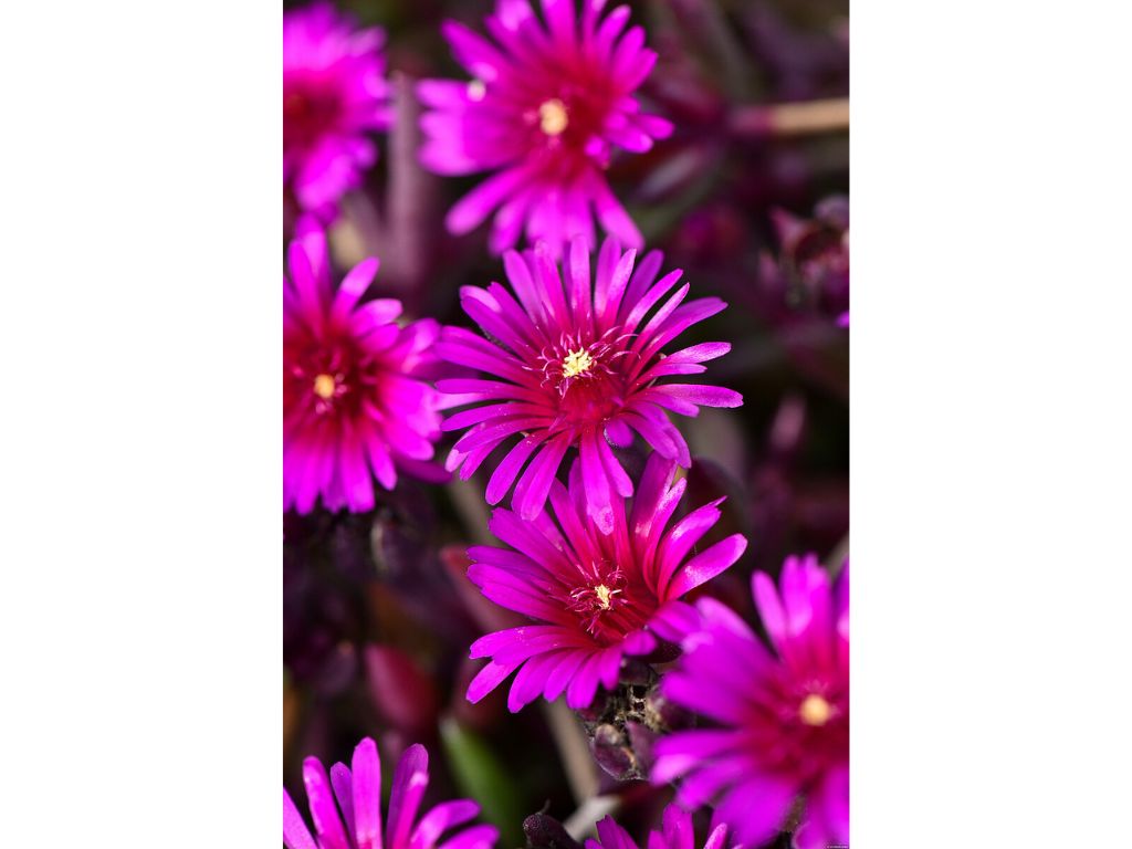 Trvalky Poludňovka Desert Dancer Purple(1)