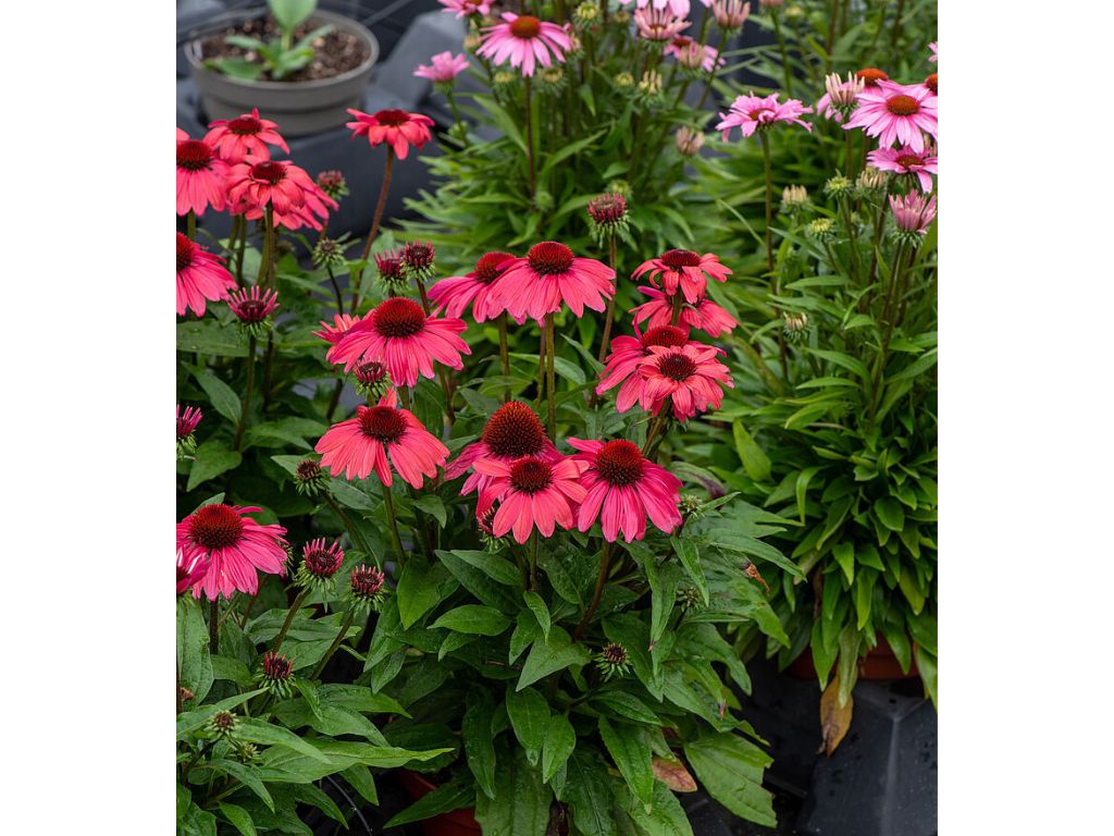 Trvalky Echinacea purpurová SunMagic Vintage Red(4)