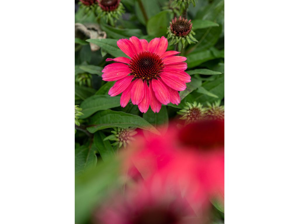 Trvalky Echinacea purpurová SunMagic Vintage Red(3)