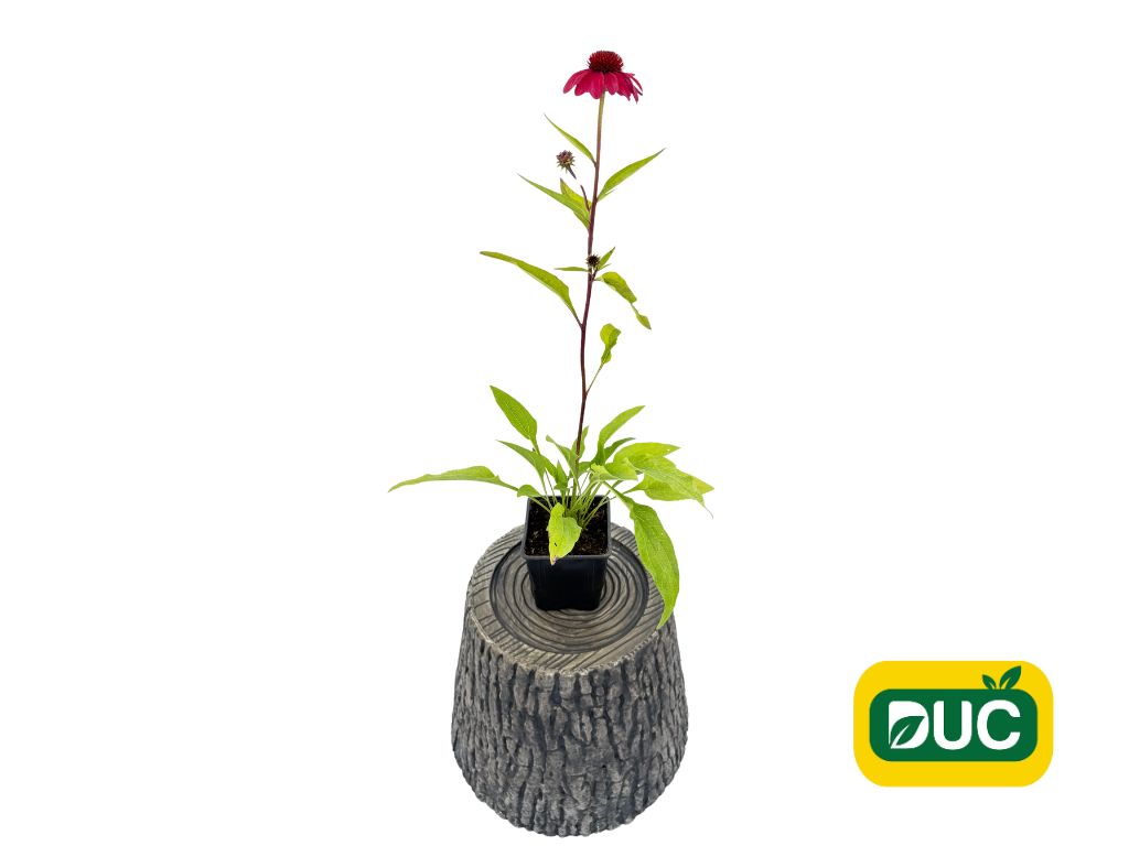 Trvalky Echinacea purpurová SunMagic Vintage Red(2)