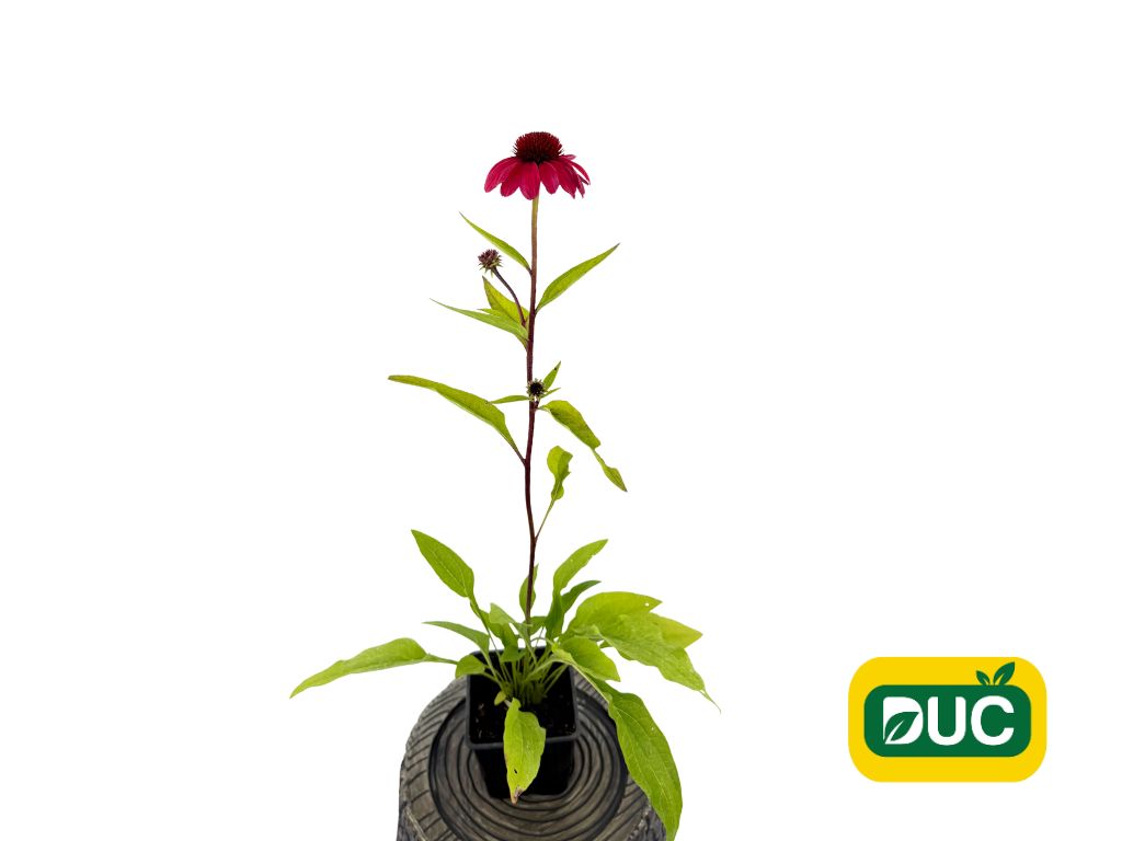 Trvalky Echinacea purpurová SunMagic Vintage Red(1)