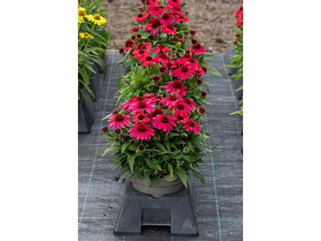 Trvalky Echinacea purpurová SunMagic Vintage Red(5)