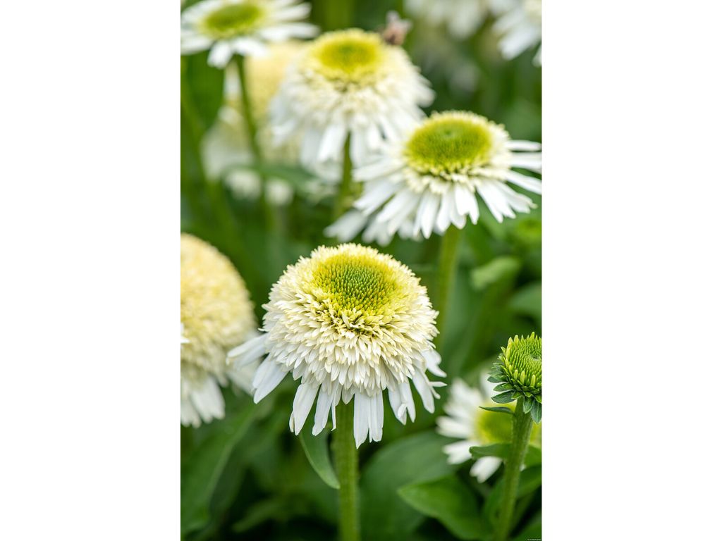 Trvalky Echinacea purpurová Delicious Nougat(2)