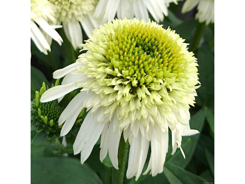 Trvalky Echinacea purpurová Delicious Nougat(3)