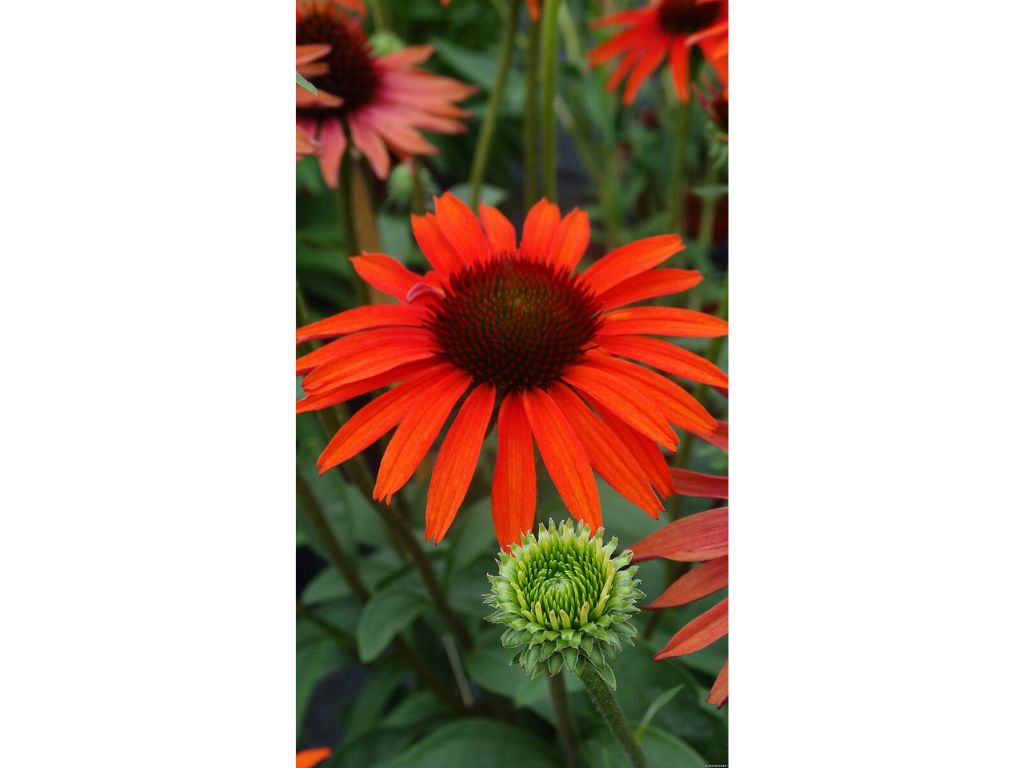 Trvalky Echinacea purpurová Hot Lava(3)