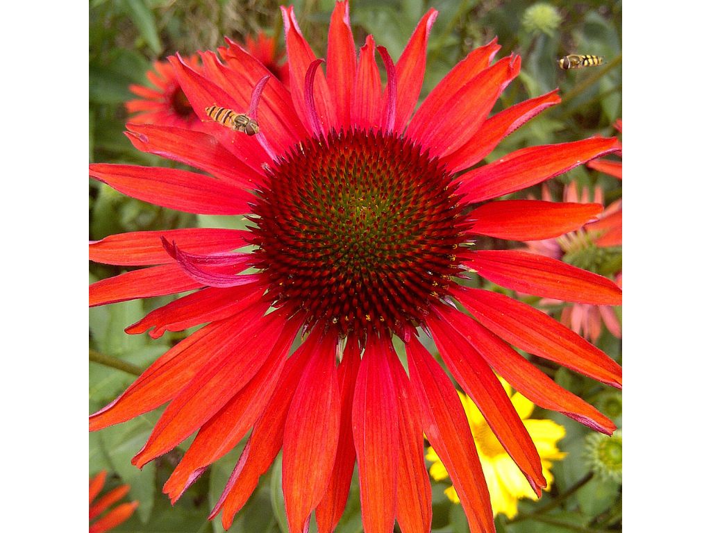 Trvalky Echinacea purpurová Hot Lava(2)