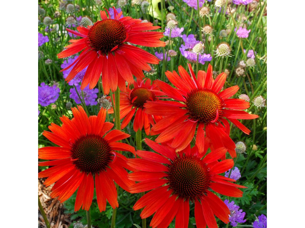 Trvalky Echinacea purpurová Hot Lava(1)