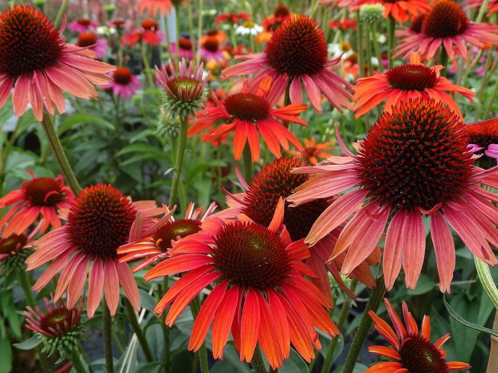 Trvalky Echinacea purpurová Hot Lava(4)
