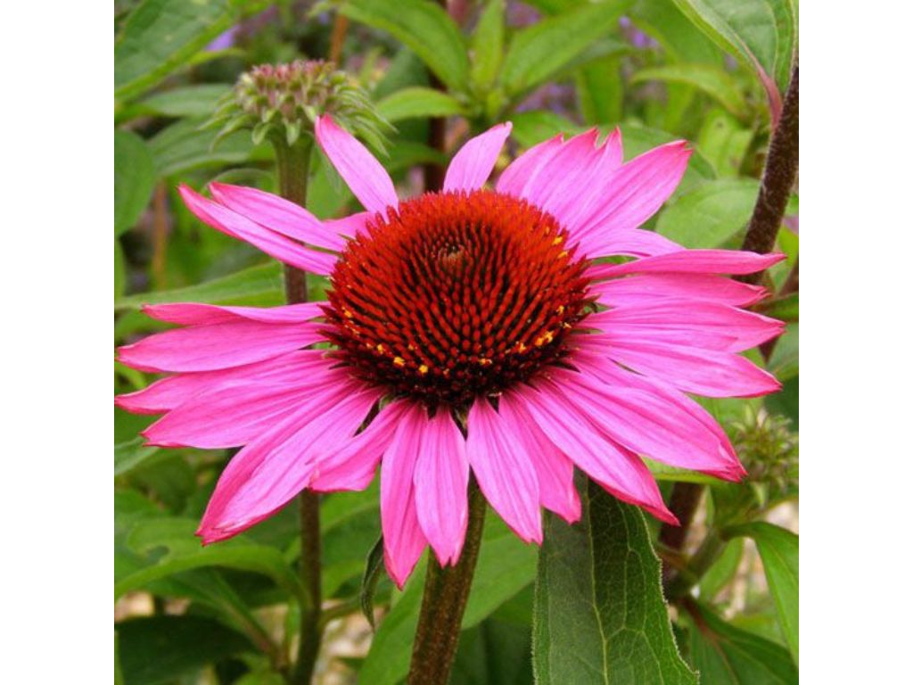 Echinacea purpurea Magnus(1)