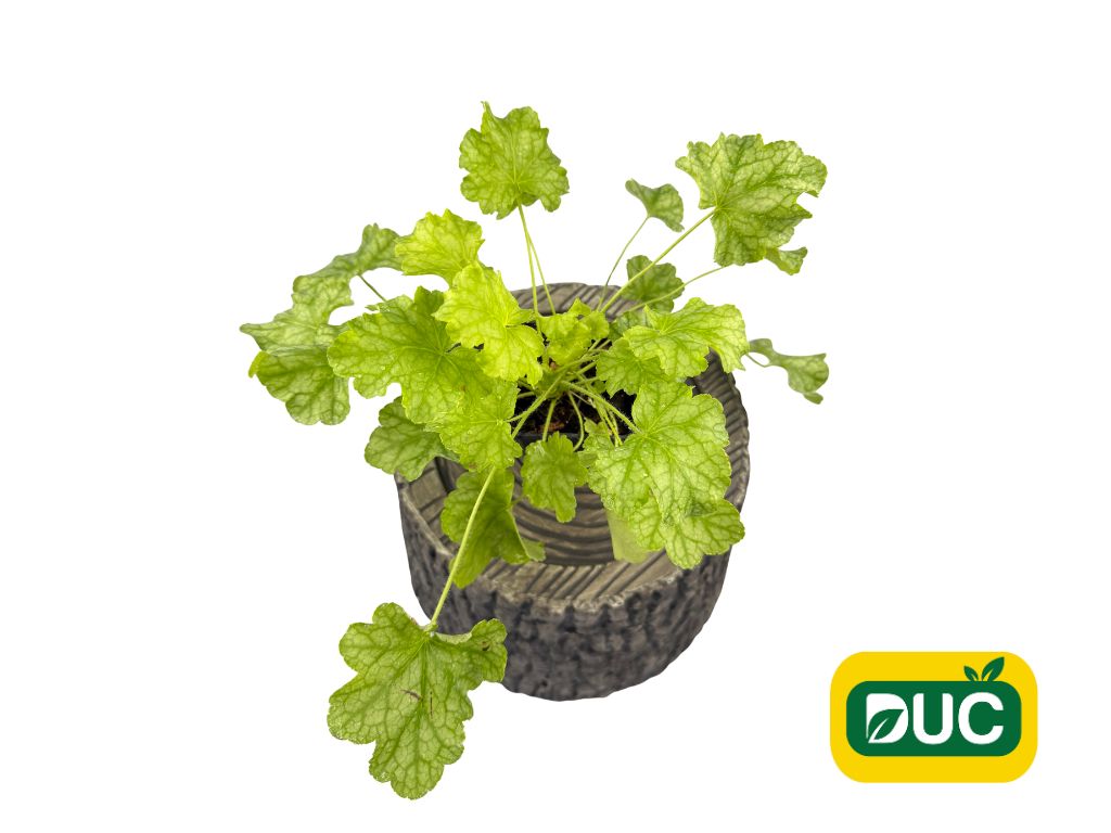 Trvalky Heuchera World Caffe Lime Americano(7)