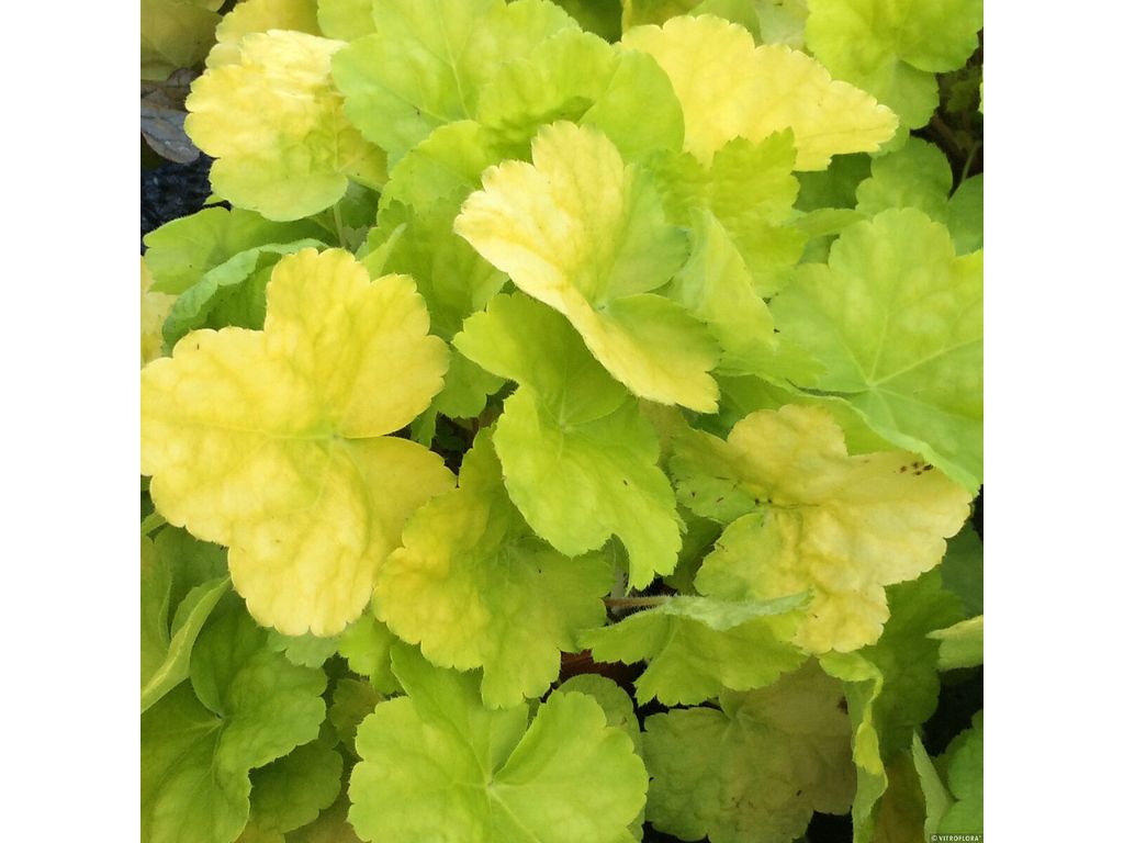 Trvalky Heuchera World Caffe Romano(3)