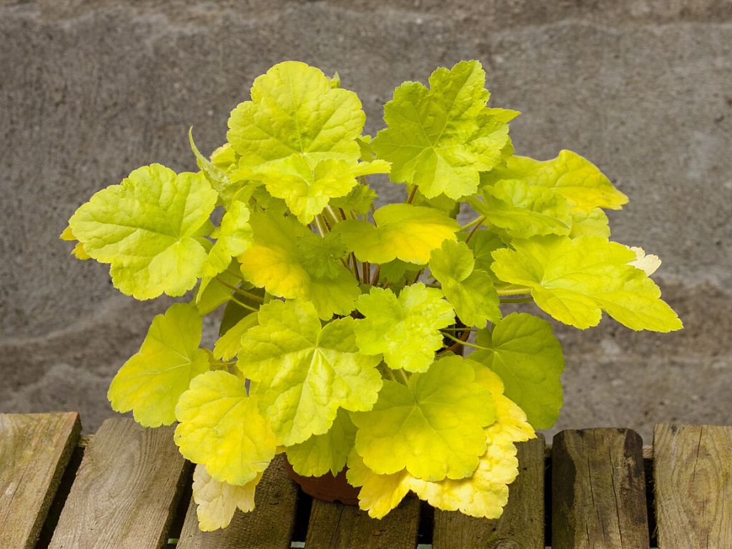 Trvalky Heuchera World Caffe Romano(1)