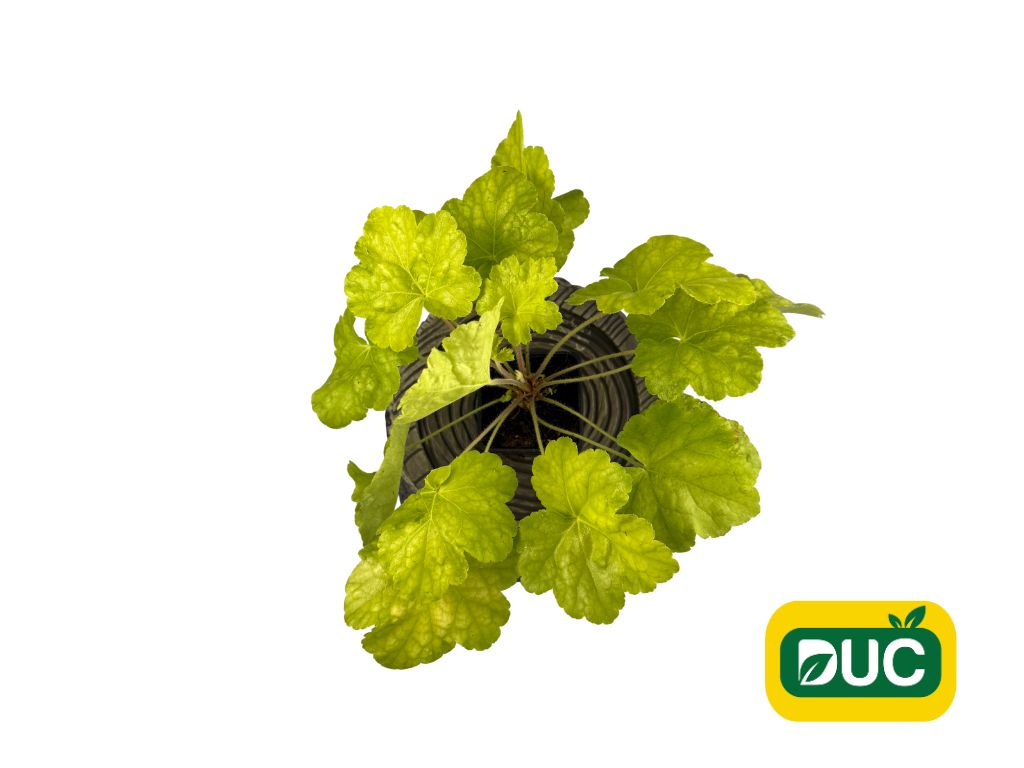 Trvalky Heuchera World Caffe Romano(5)