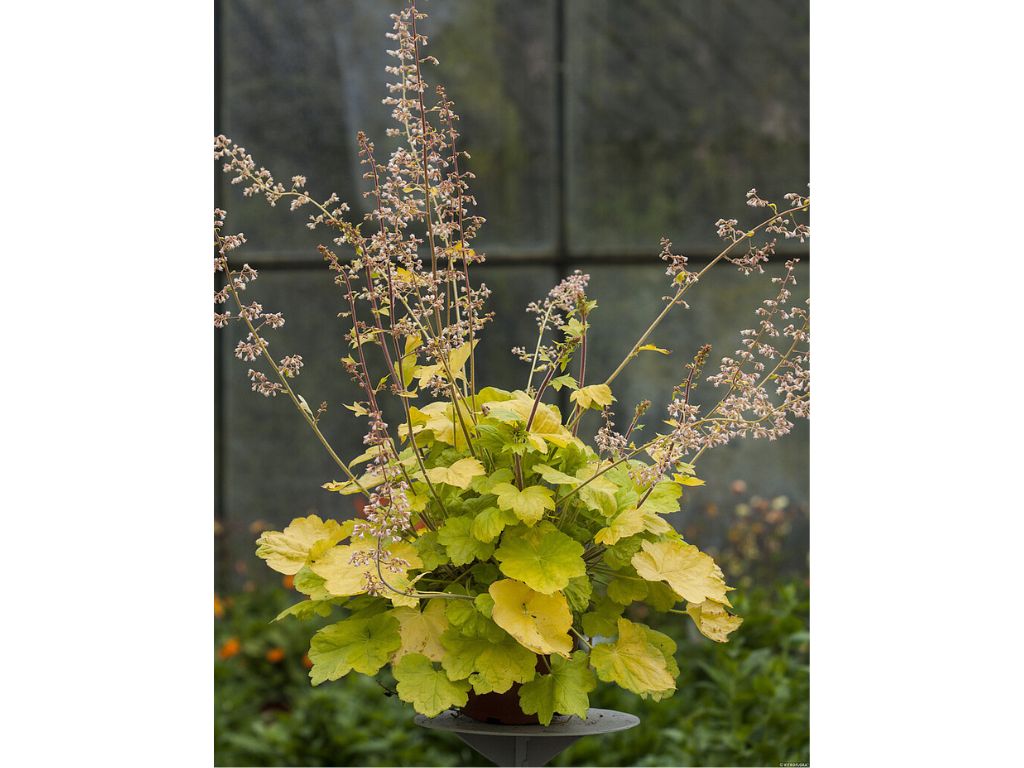 Trvalky Heuchera World Caffe Romano(4)