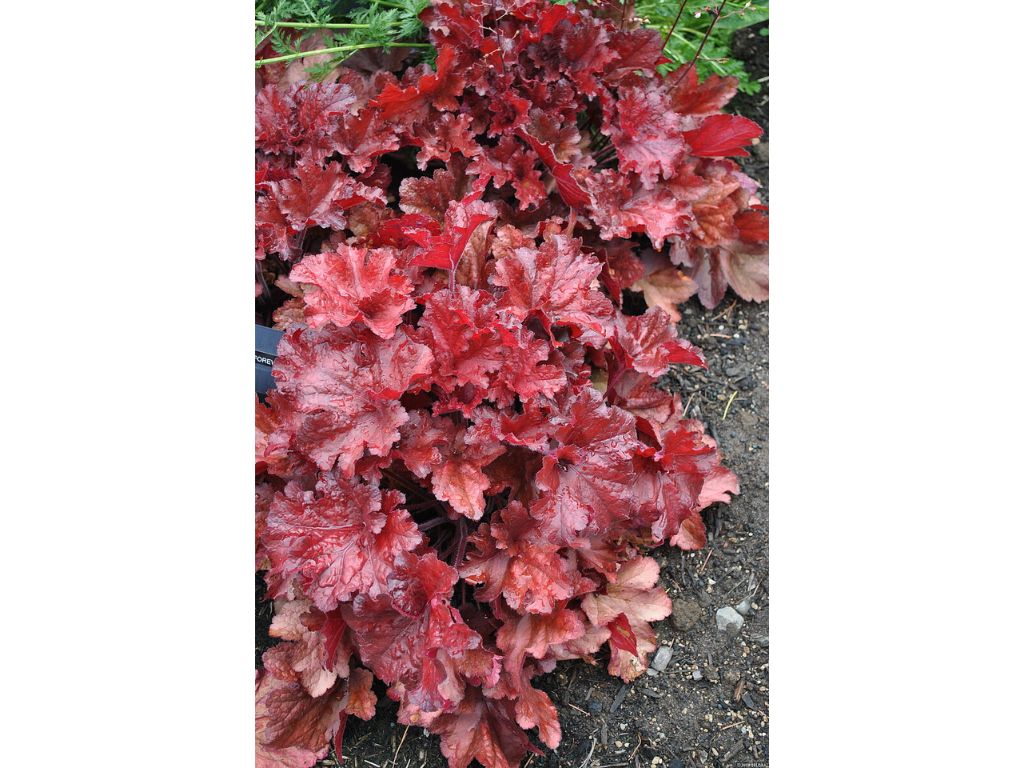 Heuchera Forever Red(6)