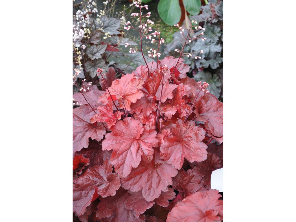 Heuchera Forever Red(4)