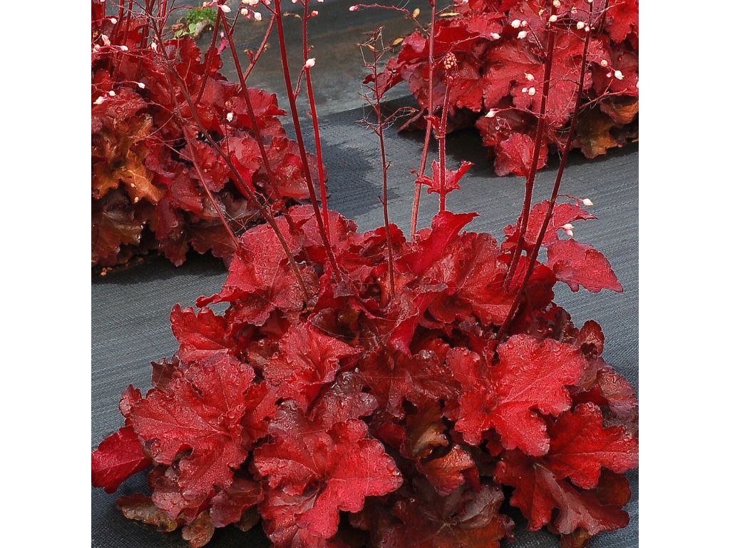 Heuchera Forever Red(3)