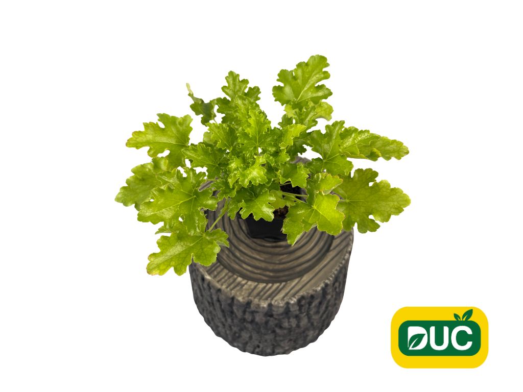 Trvalky Heuchera Lime Rickey(1)