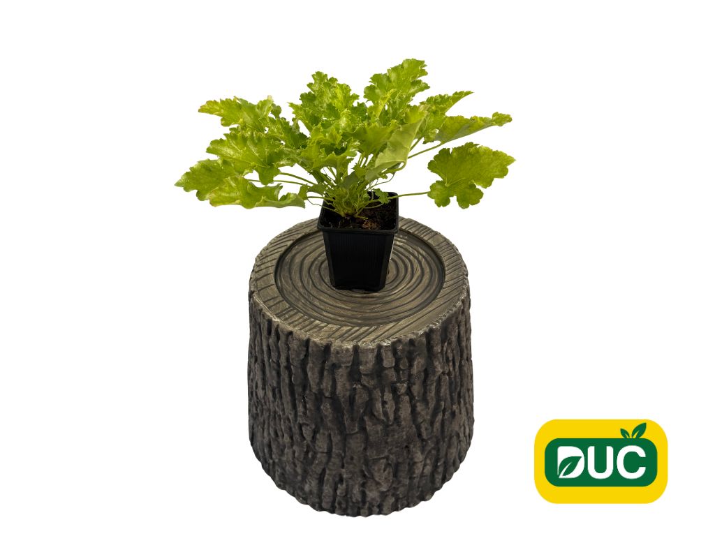 Trvalky Heuchera Lime Rickey(1)