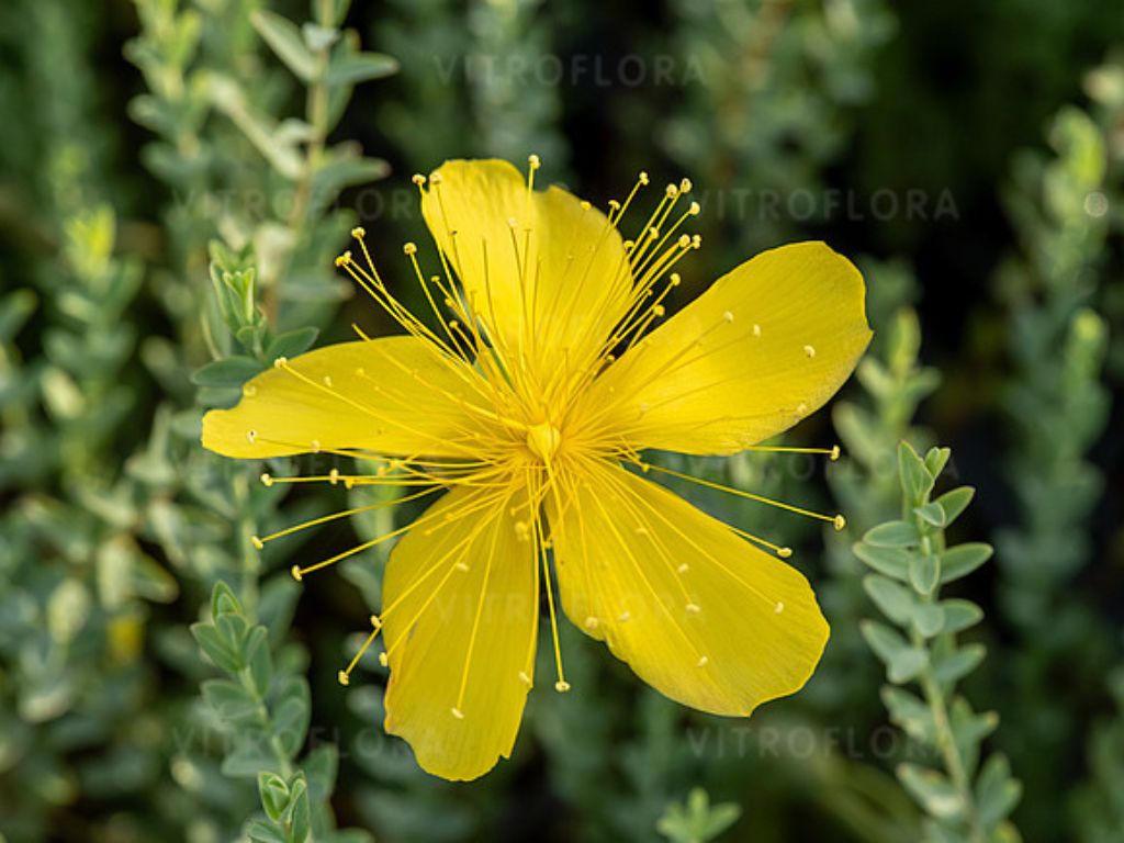 Trvalky Ľubovník mnoholistý Grandiflorum(5)