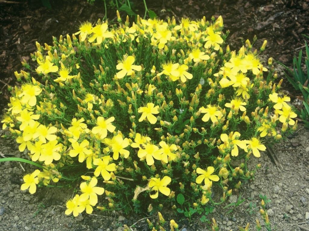 Trvalky Ľubovník mnoholistý Grandiflorum(1)