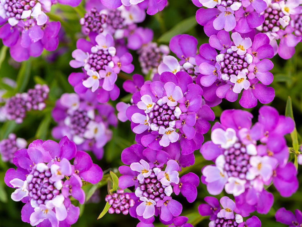 Trvalky Iberka vždyzelená Absolutely Amethyst(3)
