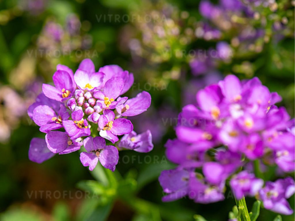 Trvalky Iberka vždyzelená Absolutely Amethyst