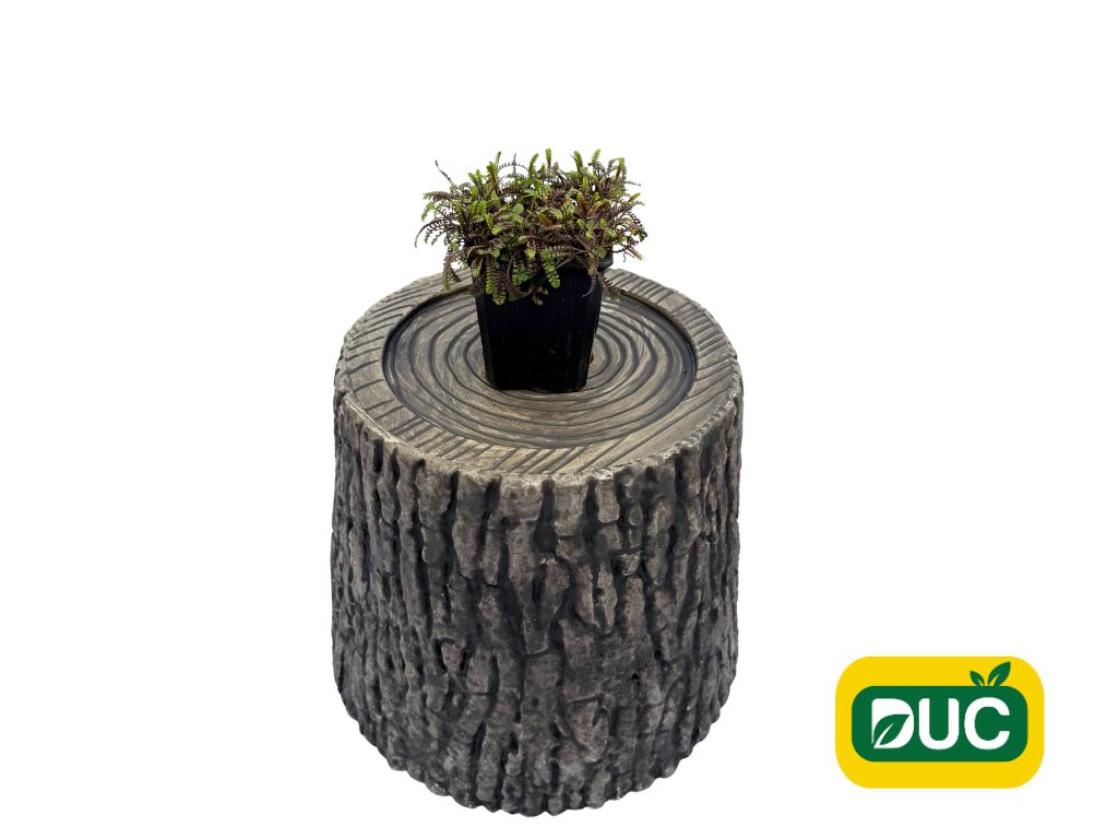 Trvalky Machovec Platts Black(2)