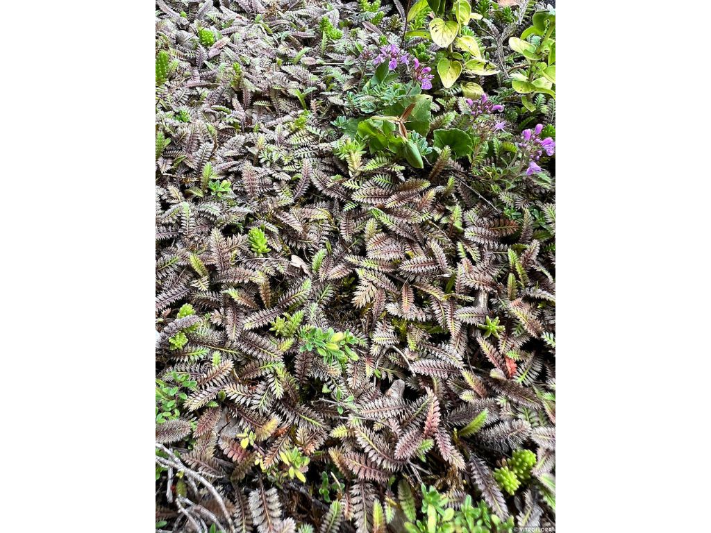 Trvalky Machovec Platts Black(10)