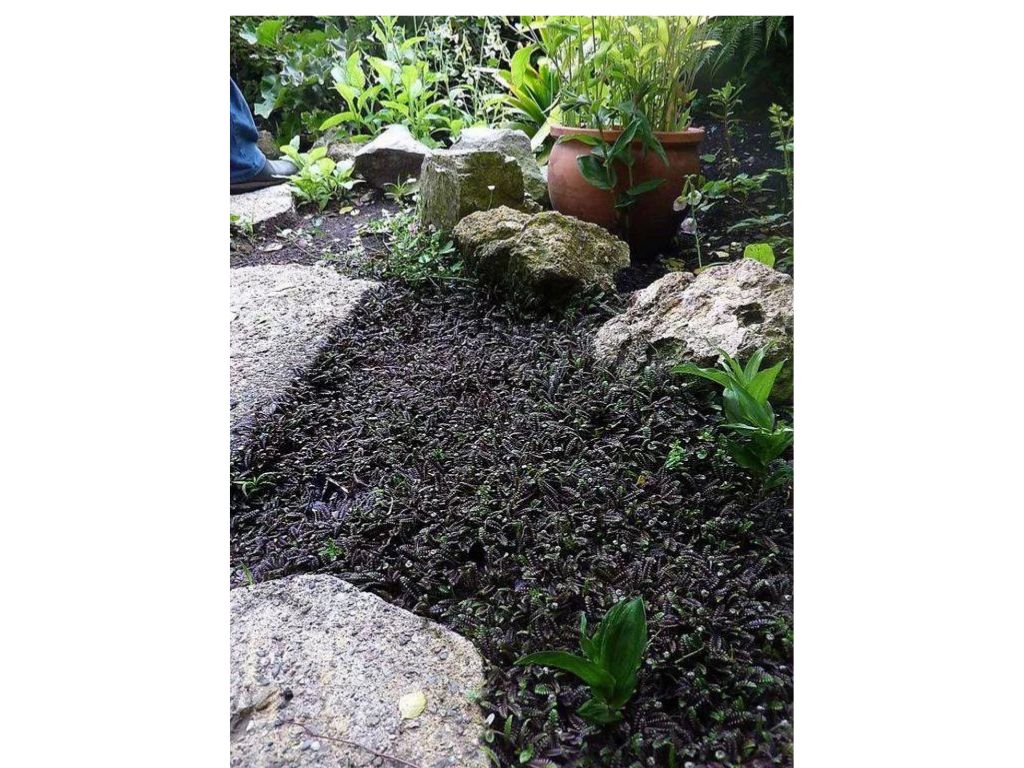 Trvalky Machovec Platts Black(6)