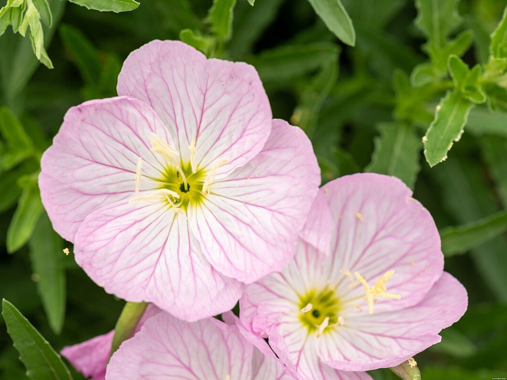 Trvalky Pupalka Siskiyou Pink(3)