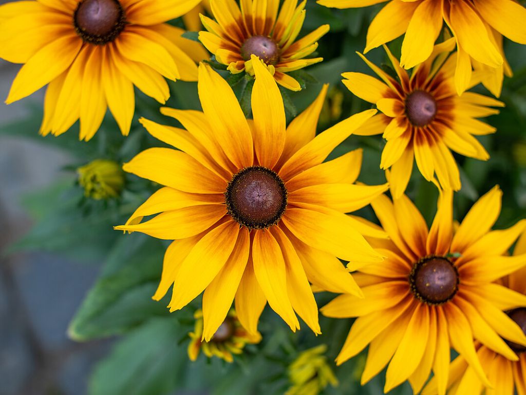 Trvalky Rudbekia SmileyZ Grace(3)