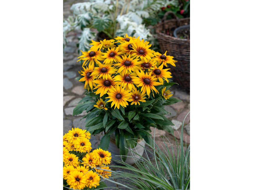 Trvalky Rudbekia SmileyZ Grace(4)