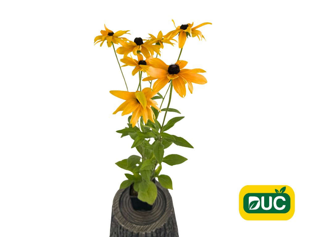 Trvalky Rudbekia Sunbeckia Paulina(2)