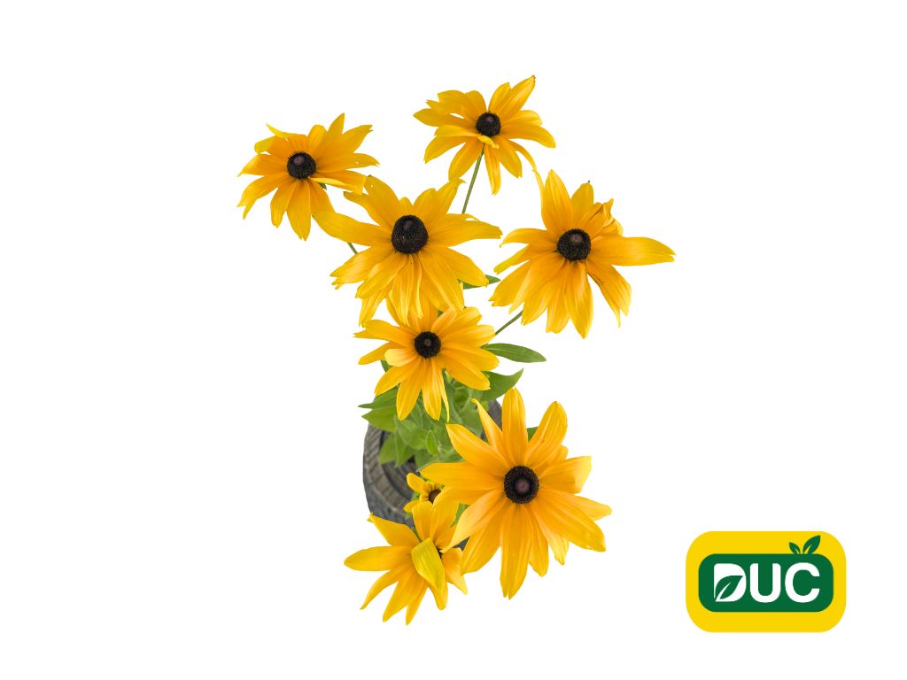 Trvalky Rudbekia Sunbeckia Paulina(1)