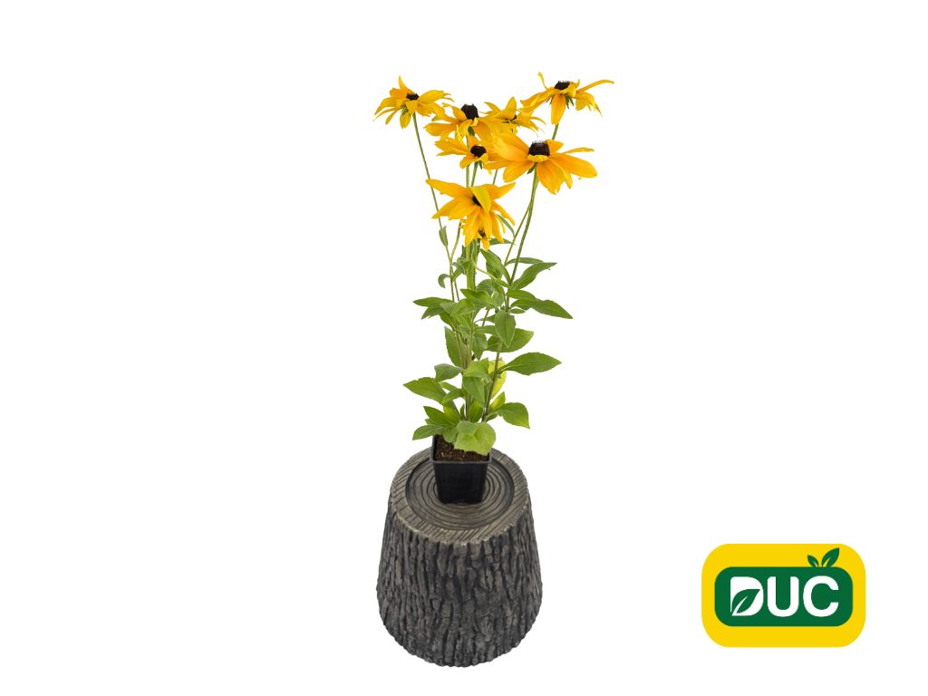 Trvalky Rudbekia Sunbeckia Paulina