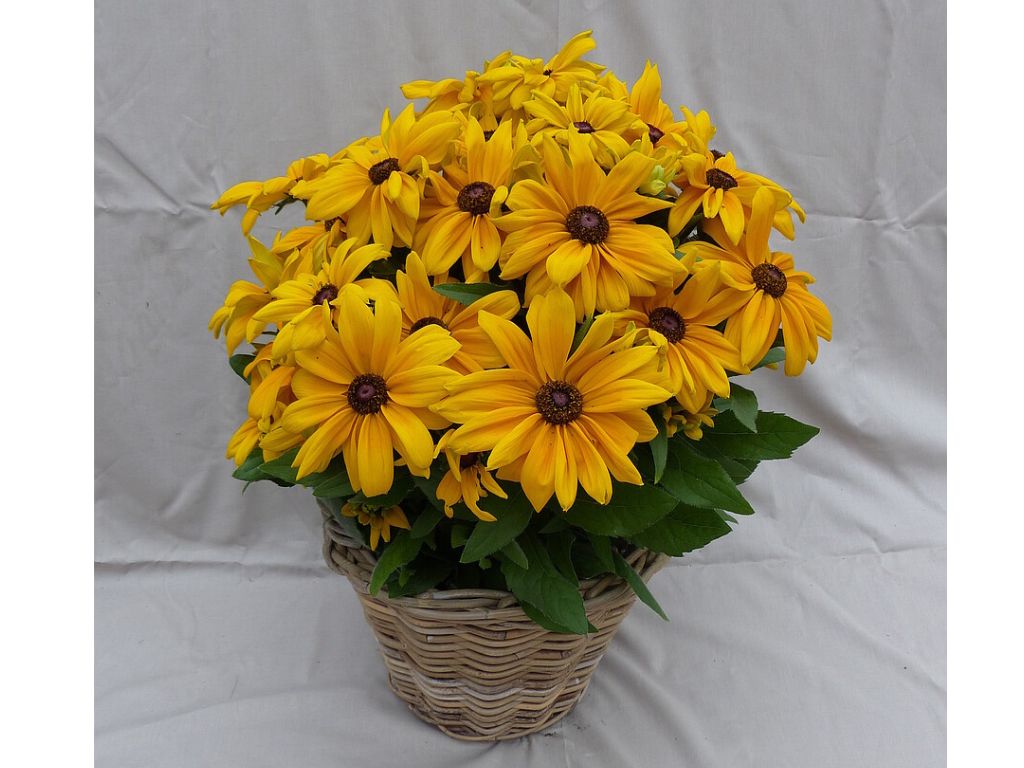 Trvalky Rudbekia Sunbeckia Paulina(5)