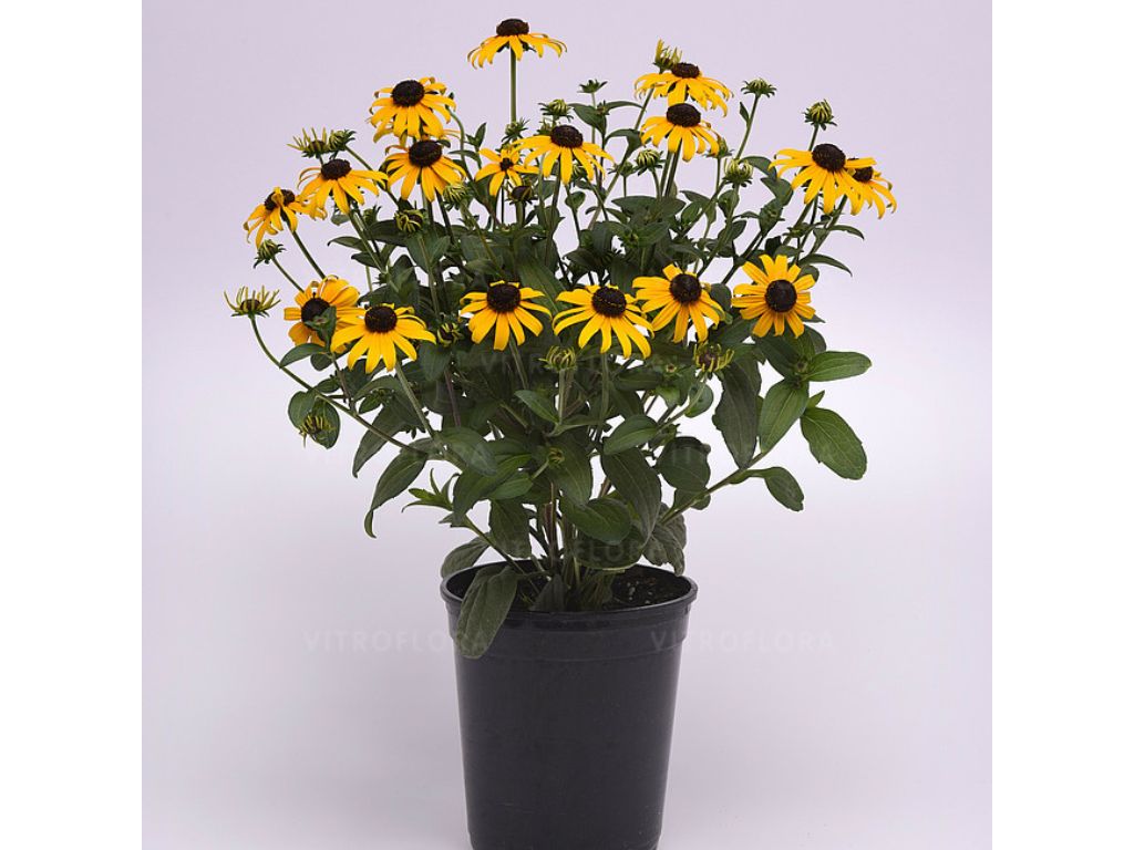Trvalky Rudbekia Goldblitz