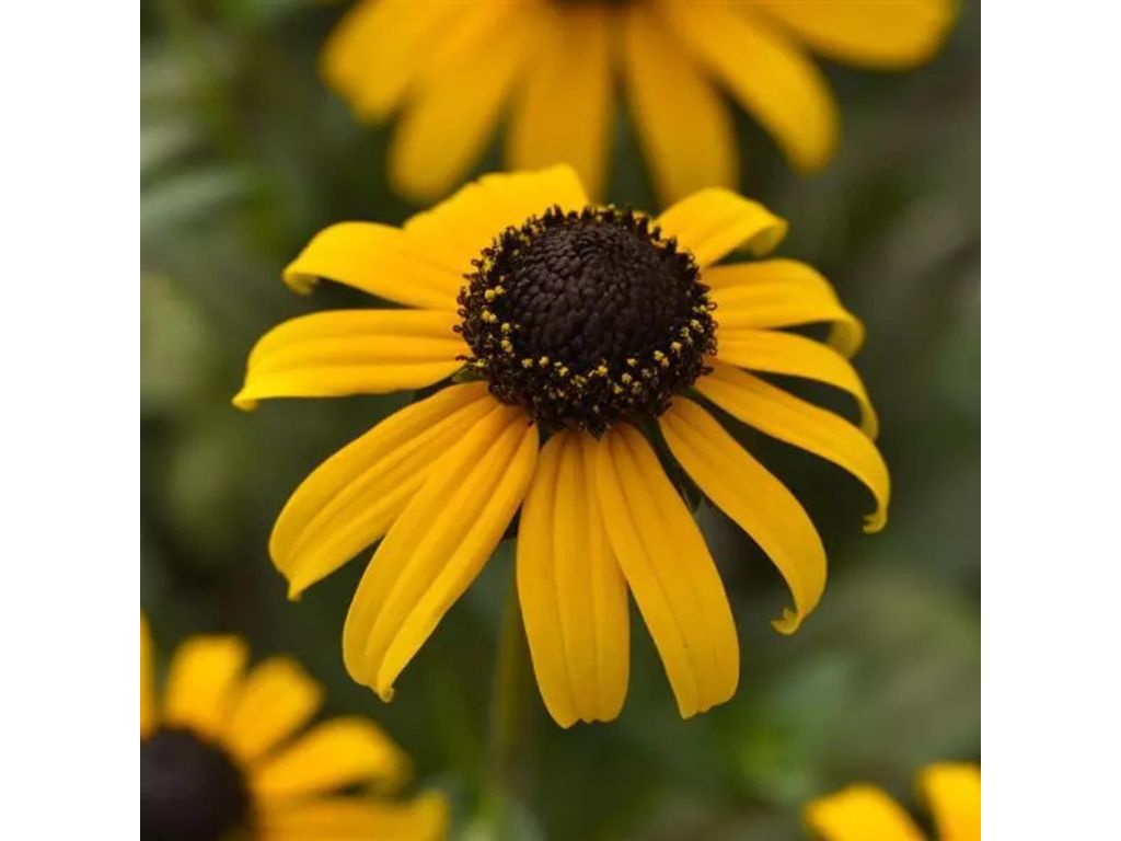 Trvalky Rudbekia Goldblitz(2)