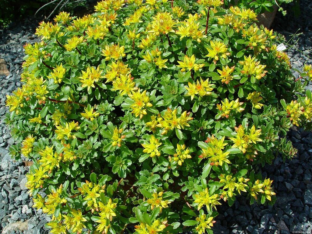 Trvalky Rozchodník floriferum(4)