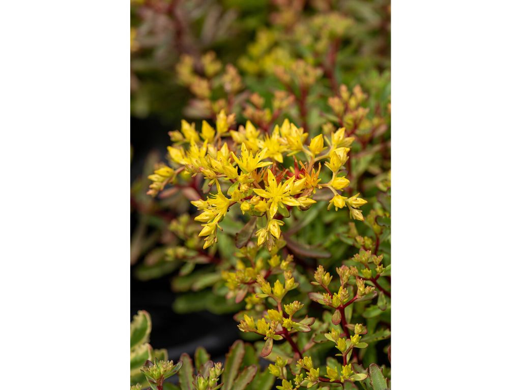 Trvalky Rozchodník floriferum(3)